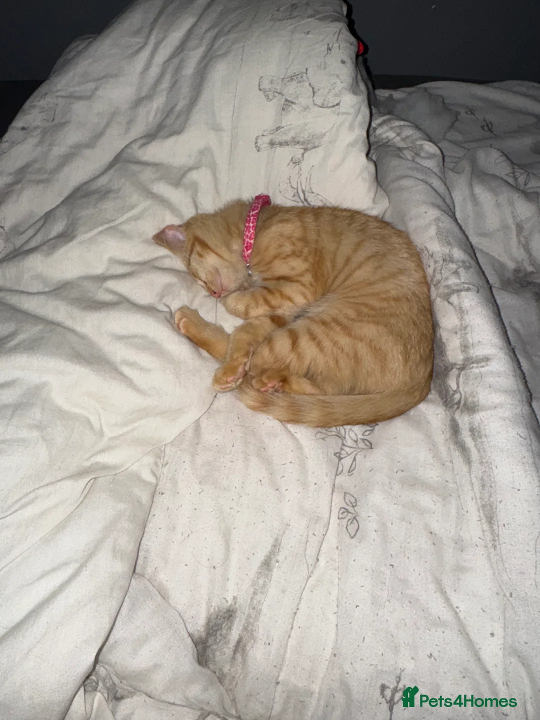 British Shorthair cats for sale: 3 kittens for sale - Advert 8