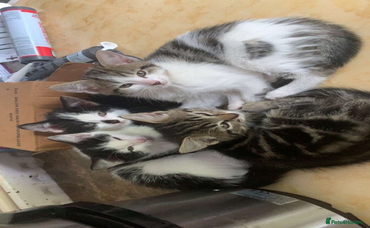 Mixed Breed cats - Advert 6