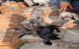Miniature Dachshund dogs for sale: PRICE NEGOTIABLE Beautiful Isabella dachshund pups - Image 24