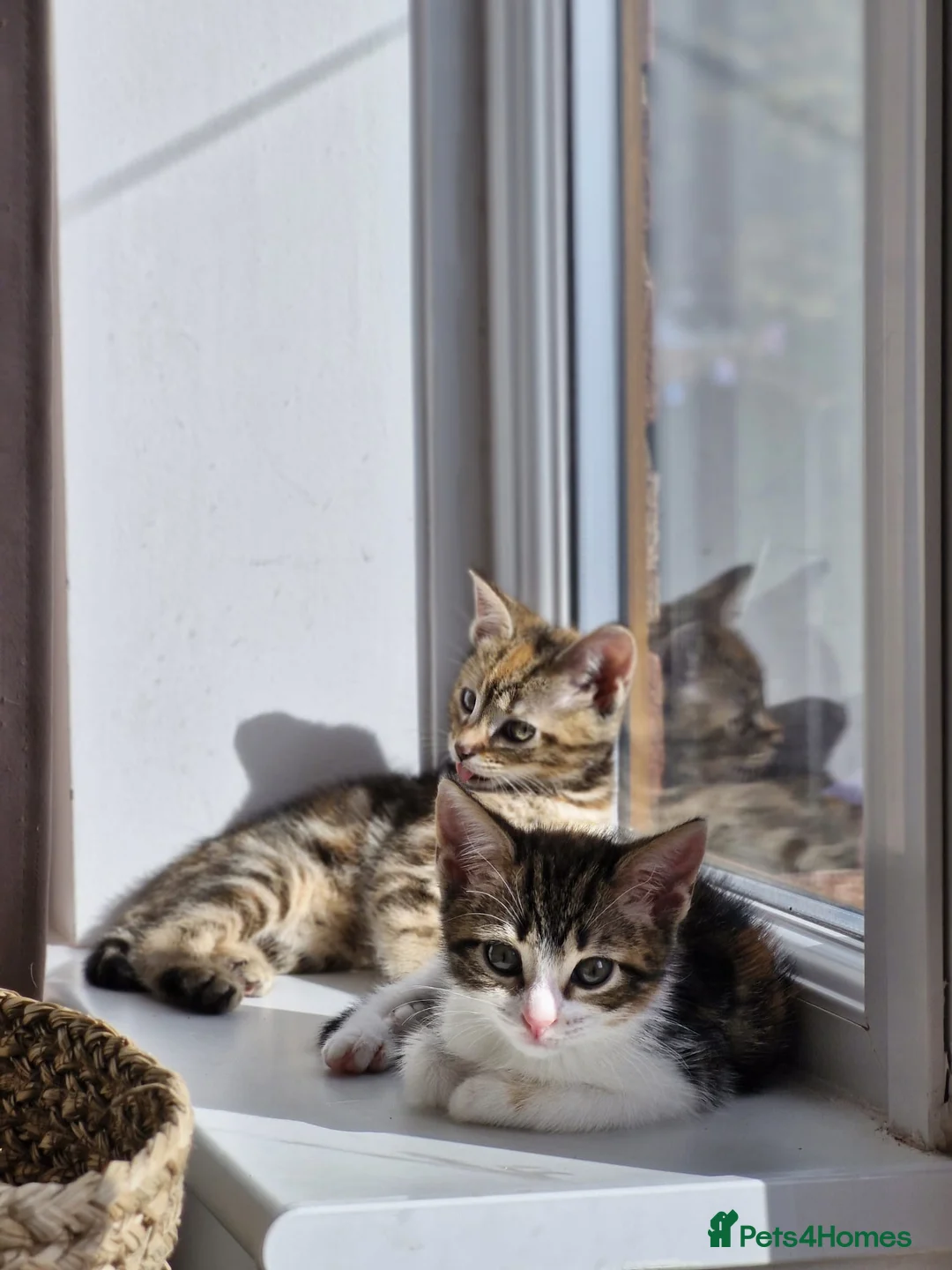 Ragdoll cats for sale: 4m old sisters looking for home together  - Advert 1