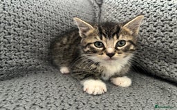 British Shorthair cats for sale: Kittens ready now  - Image 12
