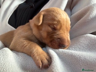 Labrador Retriever dogs Red Fox Labrador - Advert 1