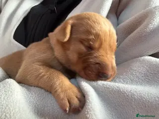 Labrador Retriever dogs Red Fox Labrador - Advert 1