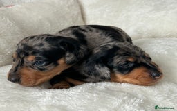 Miniature Dachshund dogs for sale: 1 boy left beautiful silver dapple boys  - Image 13