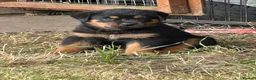 Rottweiler dogs for sale: Rottweiler puppies West Sussex / Surrey border - Advert 10