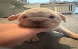 French Bulldog dogs for sale: Two French bulldogs  ** s - Image 13