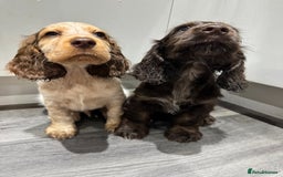 Cocker Spaniel dogs for sale: READY NOW Kcreg show cocker spaniels health tested in Brighouse - Image 2