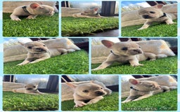 French Bulldog dogs for sale: 8 stunning french bull dogs  - Image 7