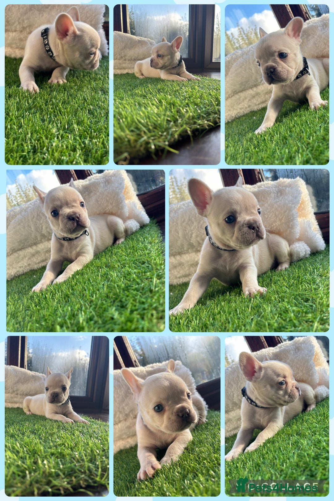 French Bulldog dogs for sale: 8 stunning french bull dogs  - Image 7