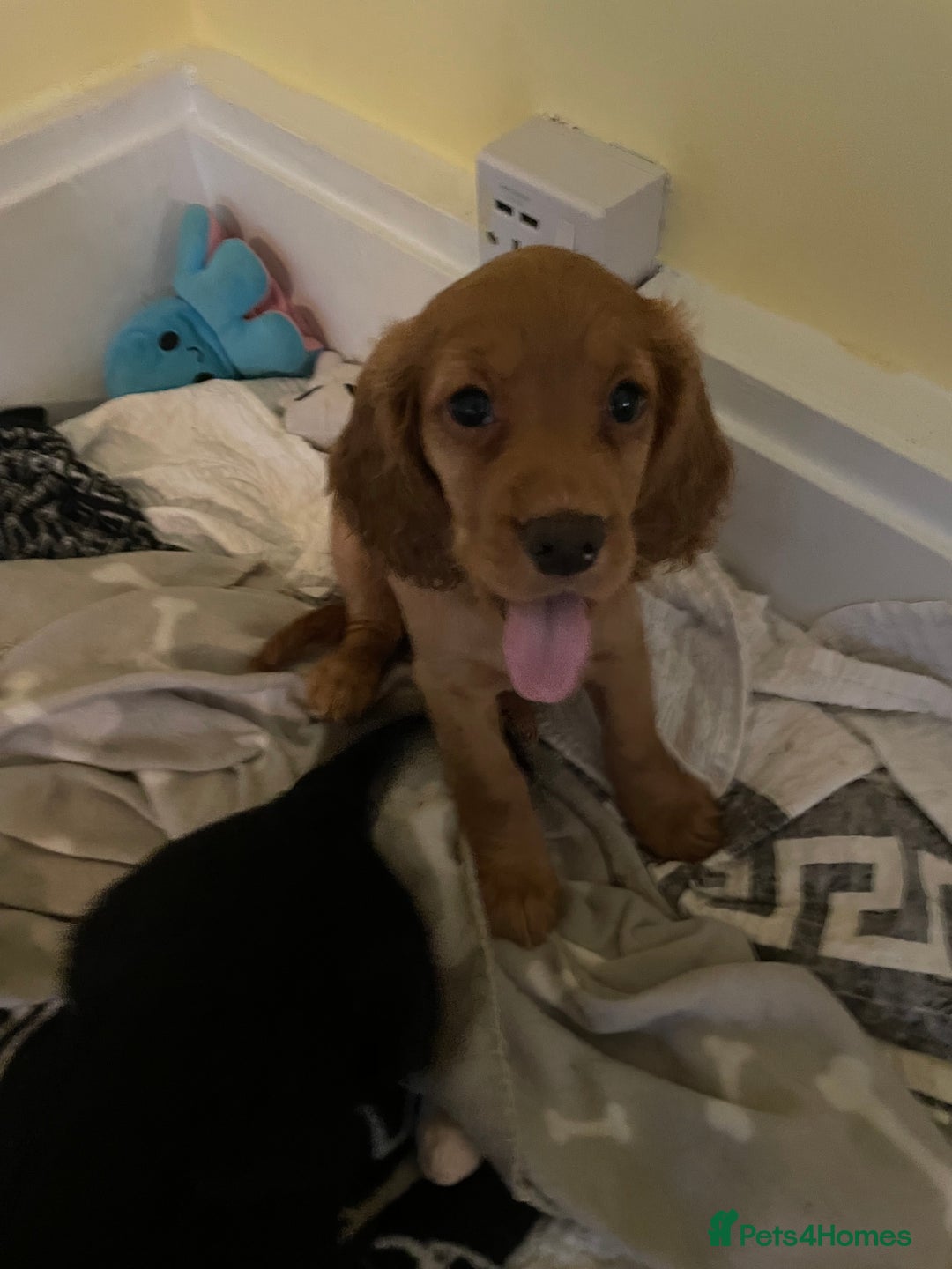 Cocker Spaniel dogs for sale: KC registered cocker spaniel puppies for sale  - Advert 13