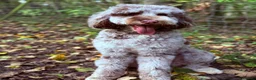 Sheepadoodle dogs for sale: Midi Sheepadoodle READY NOW - Advert 11