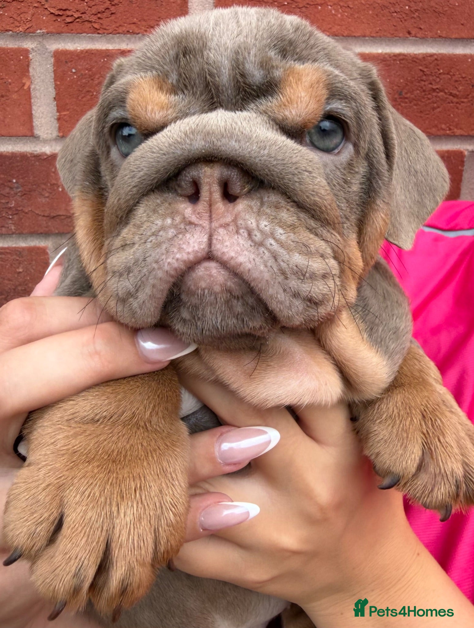 English Bulldog dogs 🐶Gorgeous KC English Bulldog Puppies🐶 - Advert 2