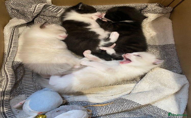 Mixed Breed cats for sale - Advert 2