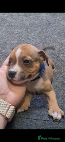 Staffordshire Bull Terrier dogs - Advert 7