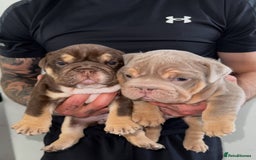 English Bulldog dogs for sale: 2 Top quality English bulldogs - Image 6