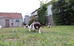 English Springer Spaniel dogs for sale: 2 Lovely Male Springer Spaniels - Image 20