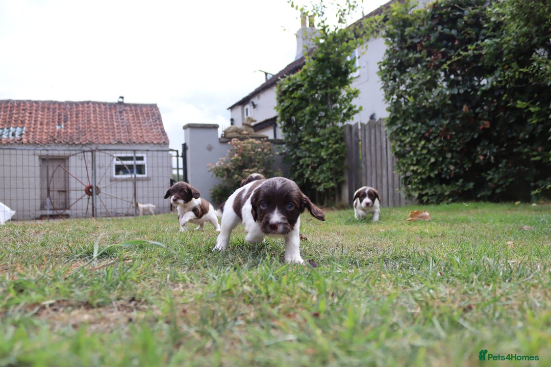 English Springer Spaniel dogs for sale: 2 Lovely Male Springer Spaniels - Image 20