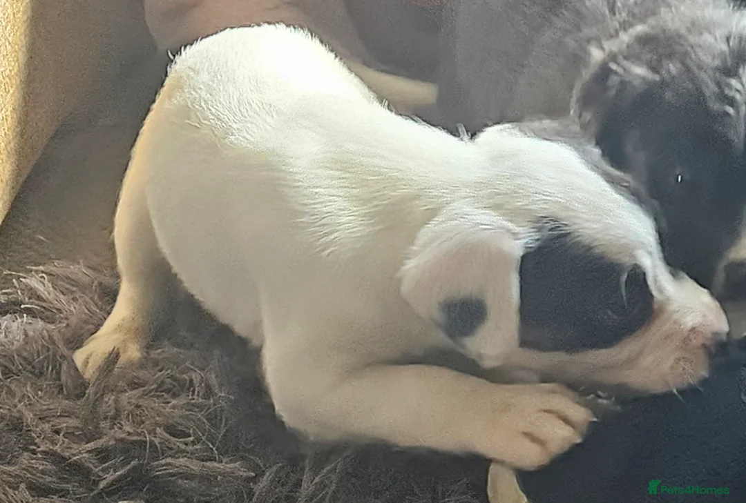 Mixed Breed dogs for sale: Cocker cross lurcher pups - Advert 2