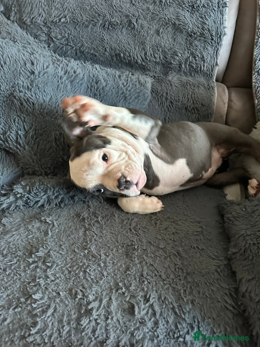 American Bully dogs for sale: 🐾 ABKC Registered Micro/Pocket Bully Puppies! 🐾 - Advert 39