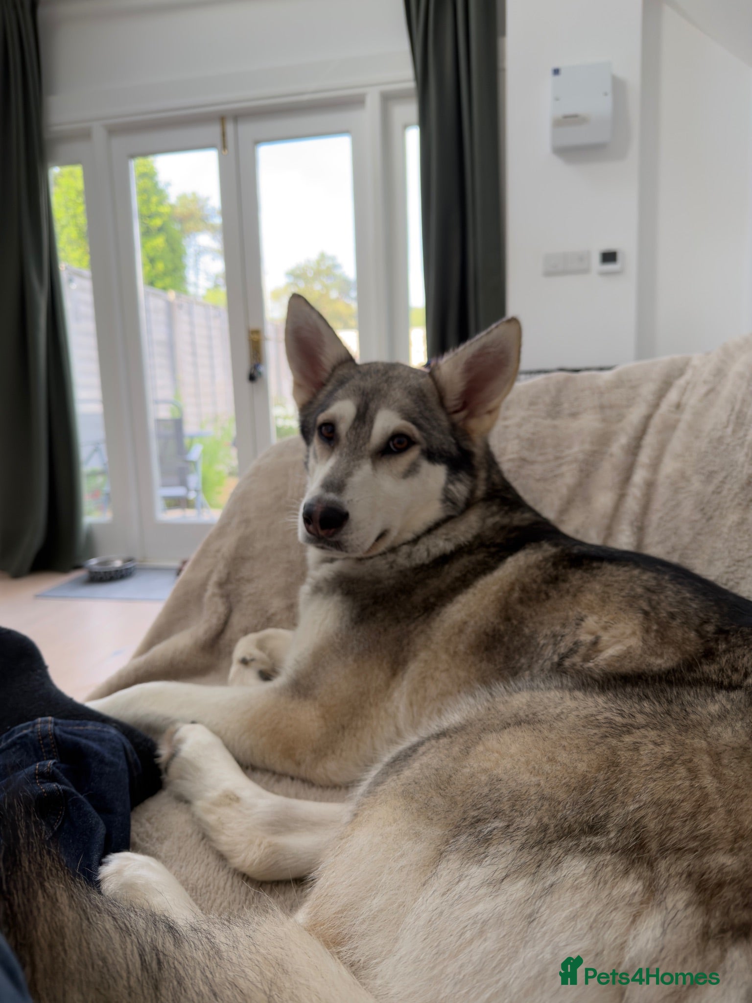Northern Inuit dogs Female northern inuit - Advert 1