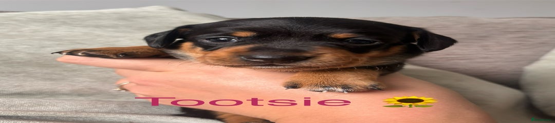 Tootsies