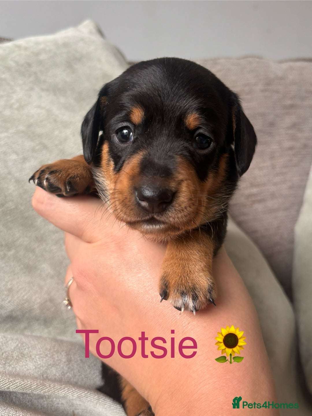Miniature Dachshund dogs for sale: 🐾 Beautiful Miniature Dachshund 4 Girls 💕 🐾 - Image 4