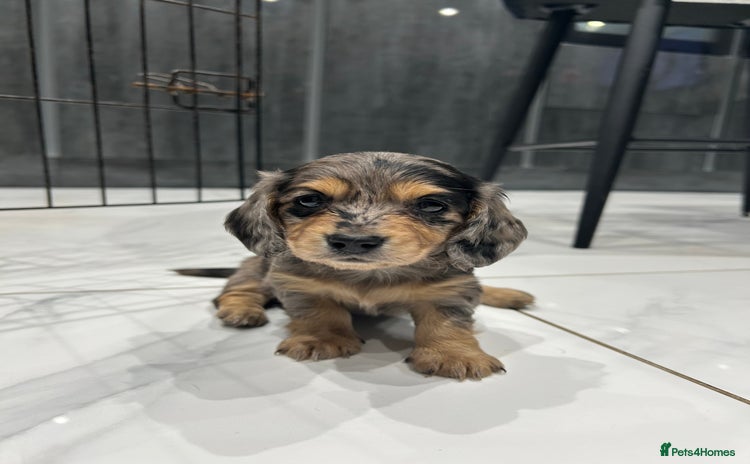 Miniature Dachshund dogs - Advert 3