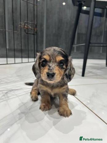 Miniature Dachshund dogs - Advert 3