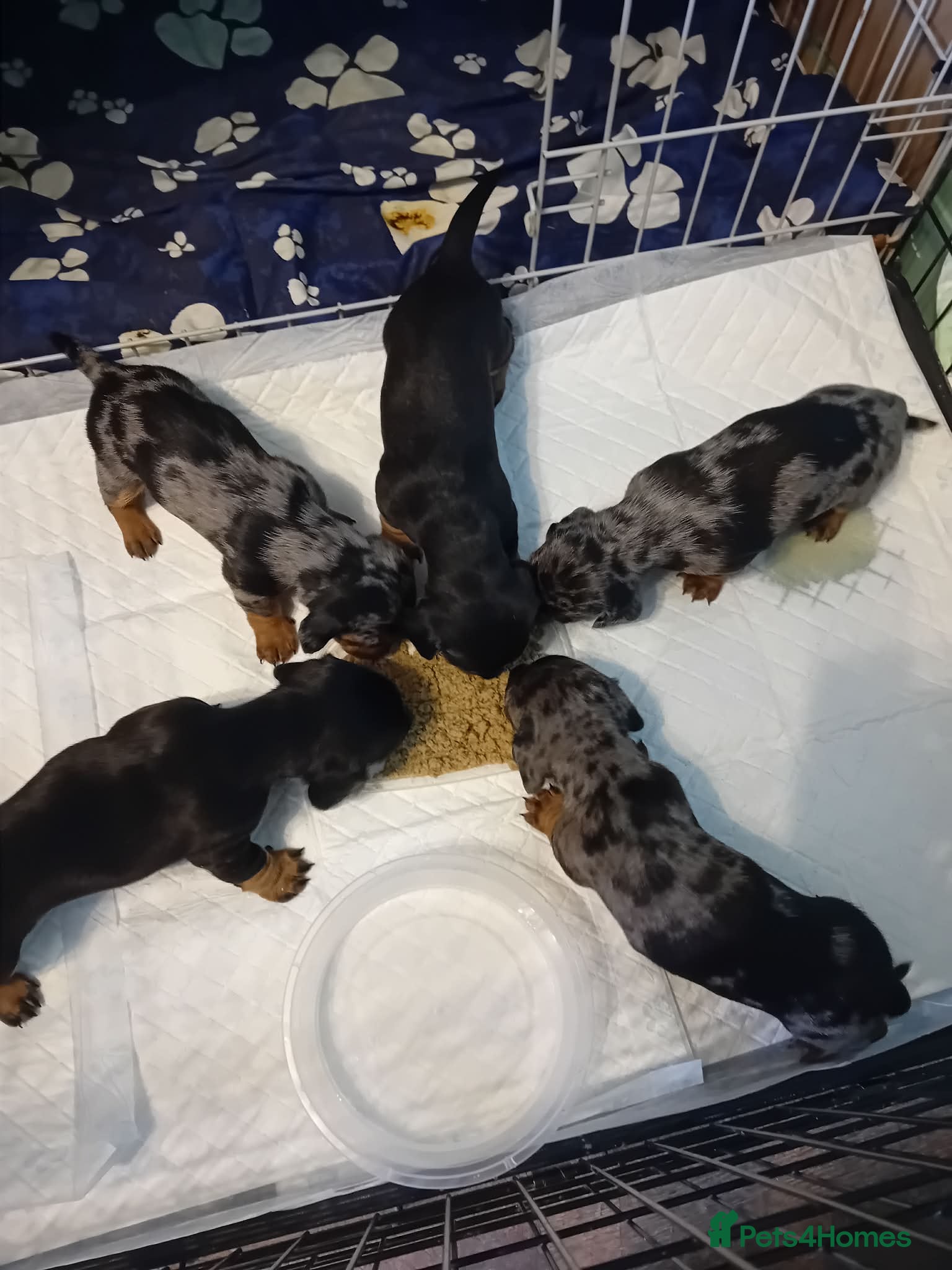 Dachshund dogs Fab puppies,both mum and dad are our family pet's - Advert 11