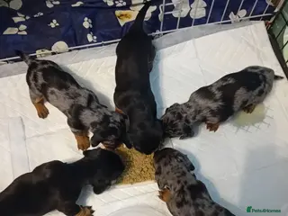 Dachshund dogs Fab puppies,both mum and dad are our family pet's - Advert 11