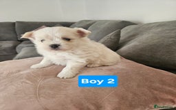 Maltipoo dogs for sale: F1 dna tested maltipoos - Image 5