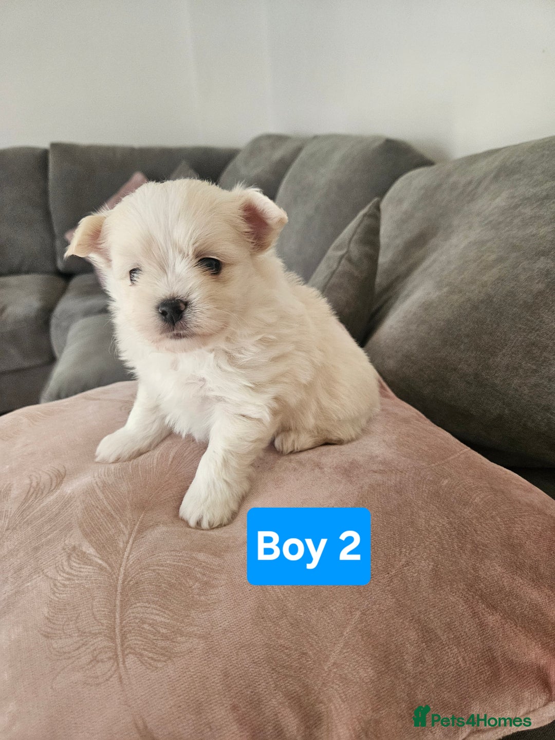 Maltipoo dogs for sale: F1 dna tested maltipoos - Image 5