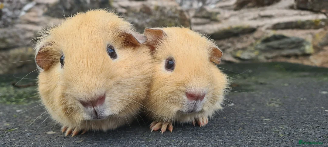 Guinea Pig rodents for sale: Pair of half brothers - Advert 5
