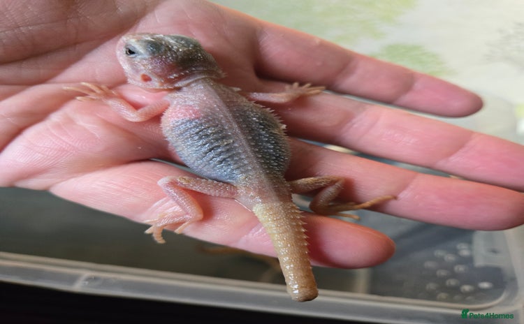 Bearded Dragon reptiles - Advert 1