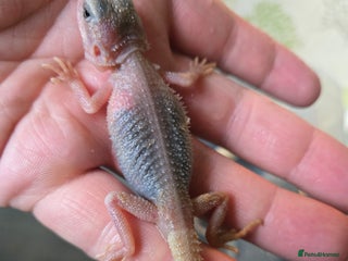 Bearded Dragon reptiles - Advert 10