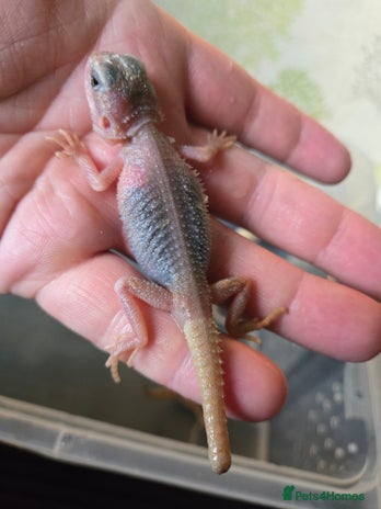 Bearded Dragon reptiles - Advert 6