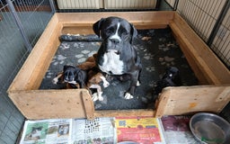Boxer dogs for sale: Stunning kc registered boxer pups - Image 14