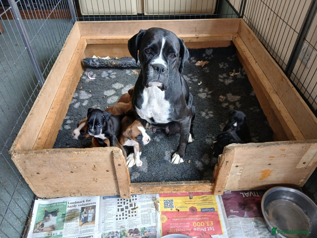 Boxer dogs for sale: Stunning kc registered boxer pups - Image 14