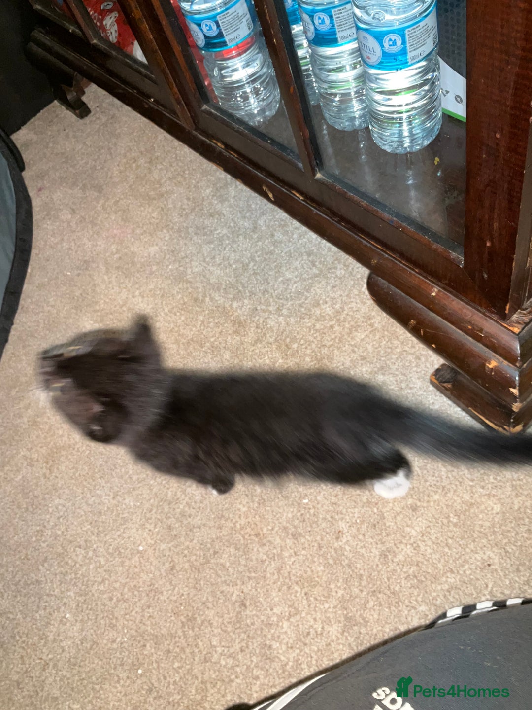 British Shorthair cats for sale: 3 kittens all female looking for a good home - Image 3