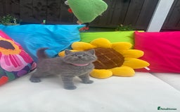 British Shorthair cats for sale: GCCF Outstanding British Short Hair kitten  - Image 4