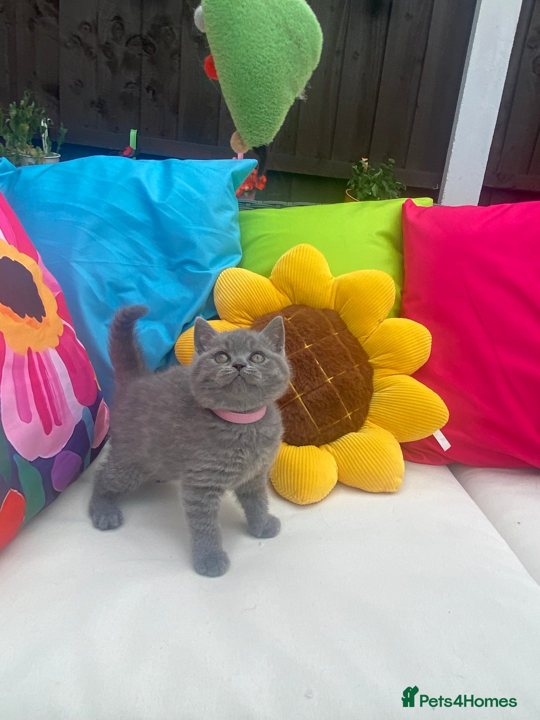 British Shorthair cats for sale: GCCF Outstanding British Short Hair kitten  - Image 4