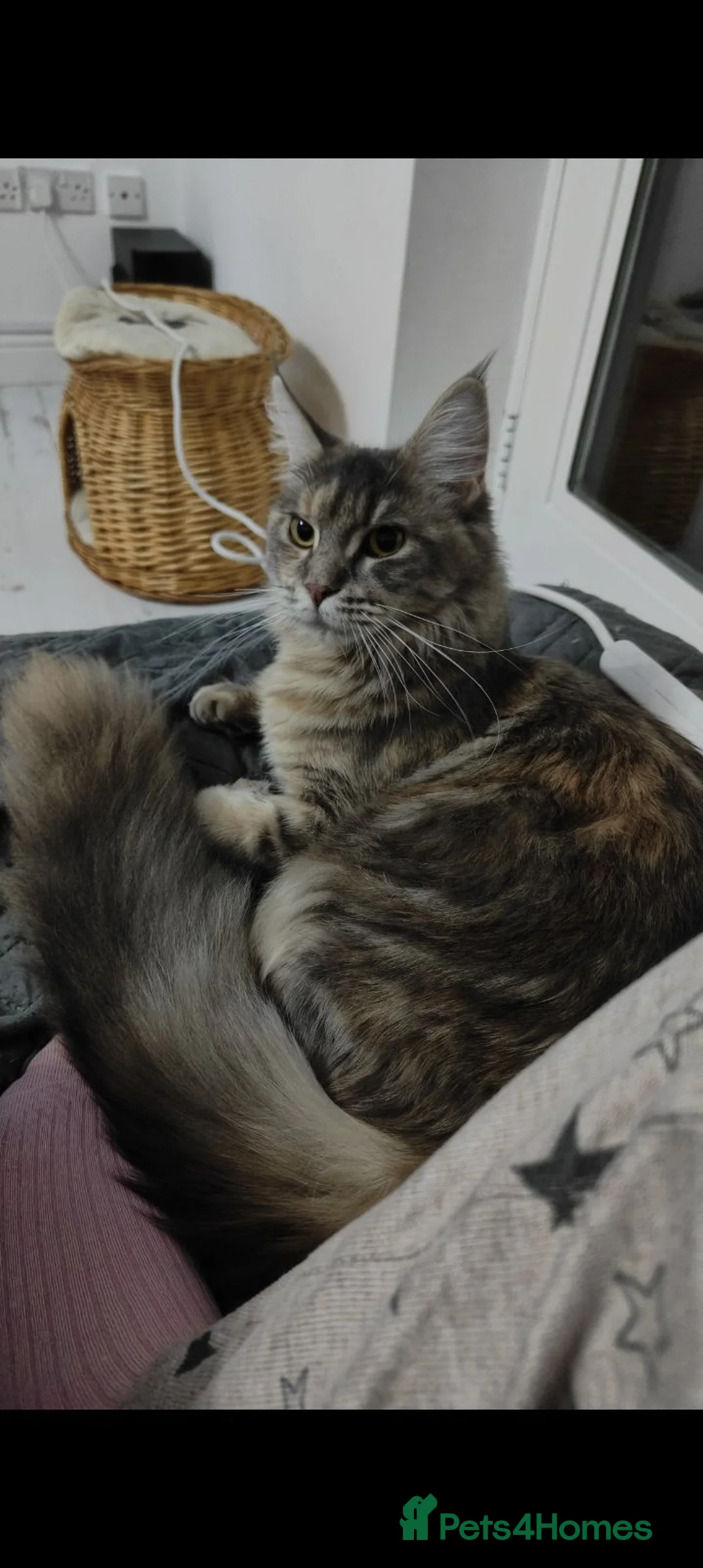 Maine Coon cats for sale: Maine Coon kittens "Pureee Love" - Advert 23