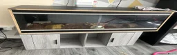 Corn Snake reptiles for sale: Male corn snake  - Advert 2
