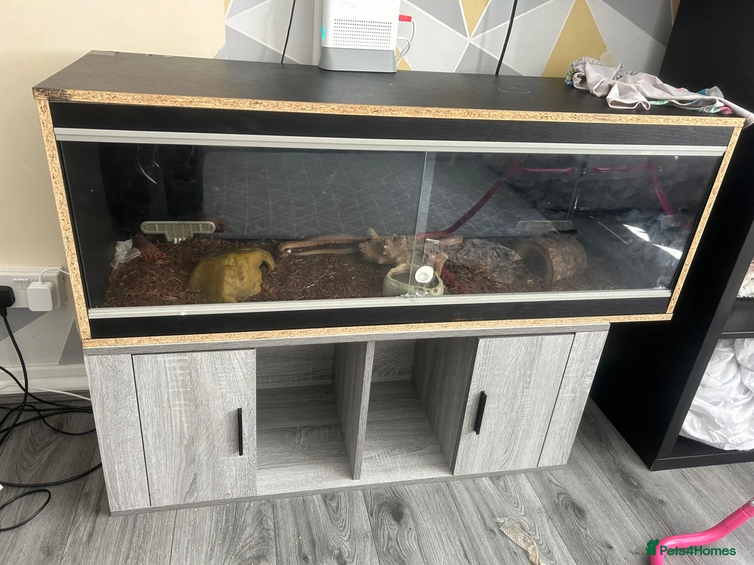 Corn Snake reptiles for sale: Male corn snake  - Advert 2