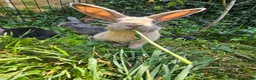 Mixed Breed rabbits for sale: Baby bunny's  - Advert 3