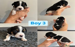 Jack Russell dogs for sale: Jack Russel puppies - Image 7