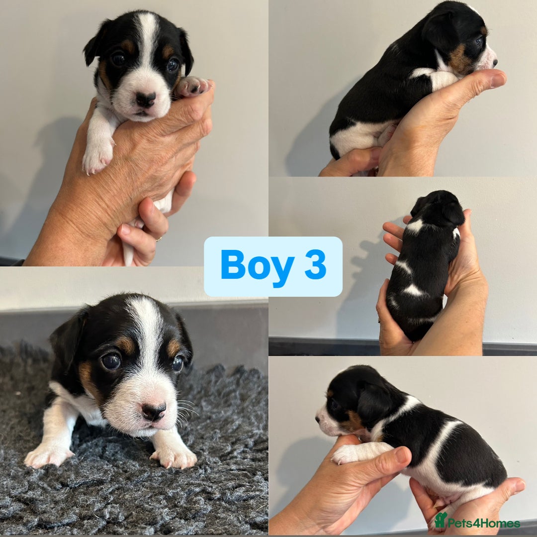 Jack Russell dogs for sale: Jack Russel puppies - Image 7