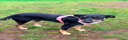 Mixed Breed dogs for adoption: MEET SORA  in Paisley - Advert 2