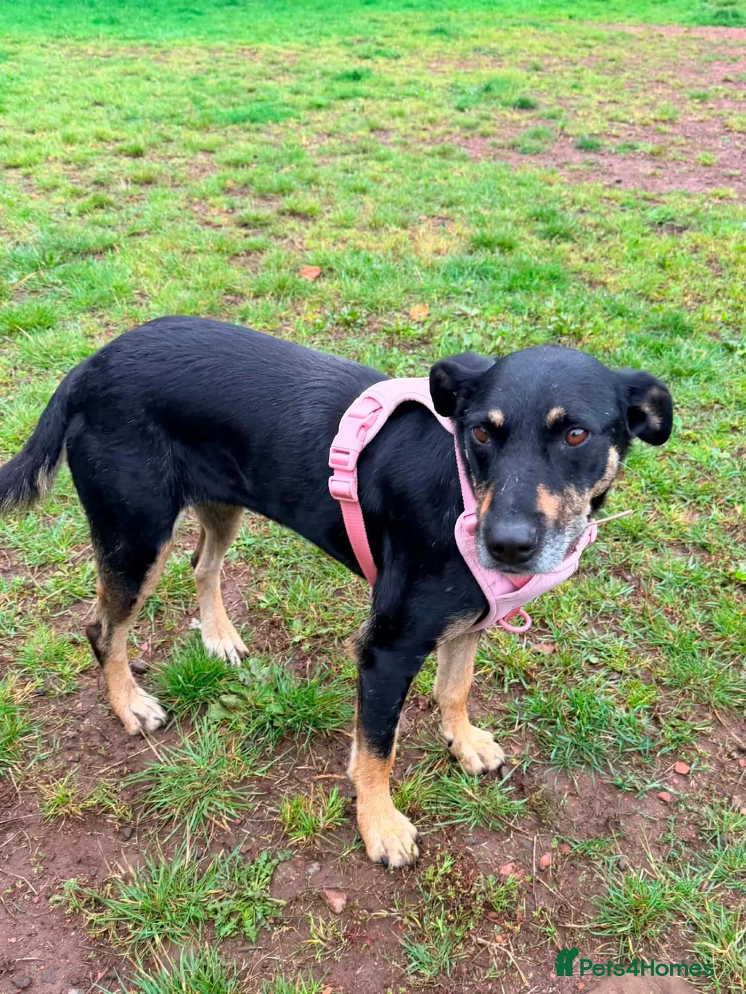 Mixed Breed dogs for adoption: MEET SORA  in Paisley - Advert 2