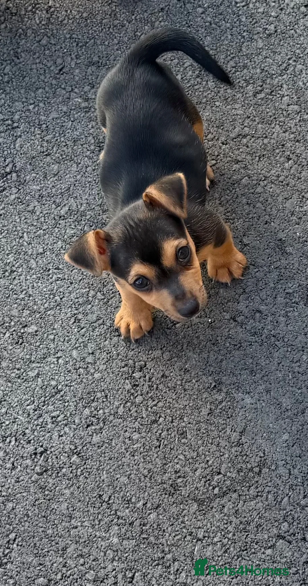 Jack Russell dogs for sale: Beutiful Jack Russel puppy’s  - Advert 4